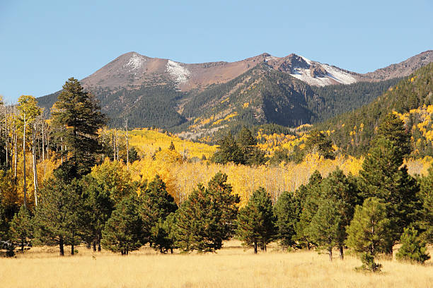 istock Aspen Trees Autumn Fall Mountain Arizona 493059700