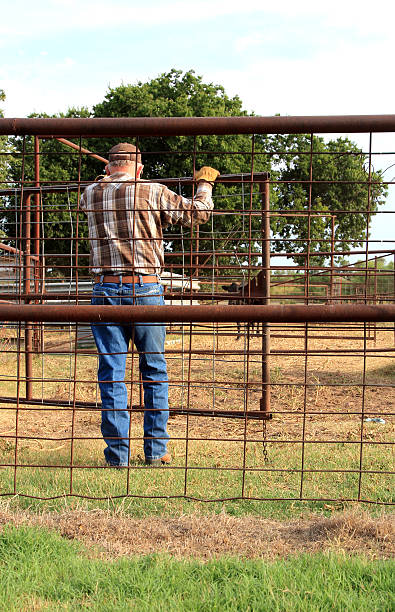 istock Agriculture: Farmer rancher in a corral with a cow 493060468