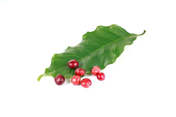 Photo of Coffee beans on a branch of tree