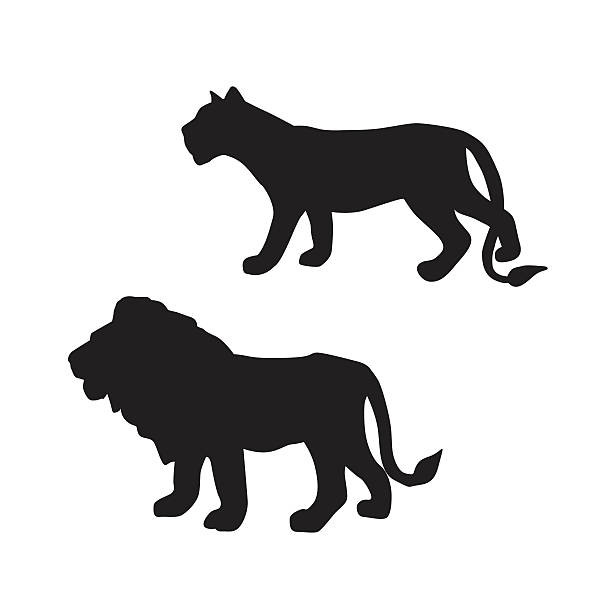 The Big Cats A vector silhouette illustration of a male lion and lioness. lion feline stock illustrations