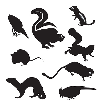 A vector silhouette illustration of small wild animals including a skunk, mouse, weasel, chipmunk, squirrel, robin, and marmoset.