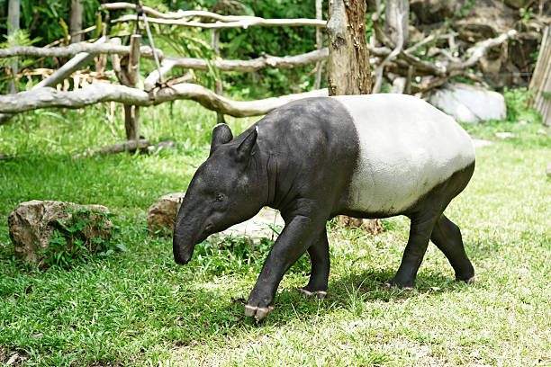 malayan tapir stock photo