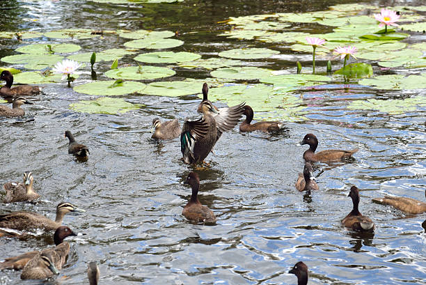 istock Flock of ducks - Story telling 493065516