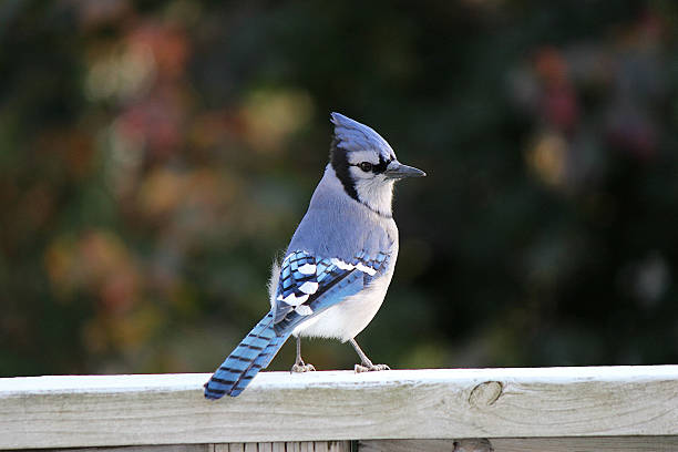 Blue Jay with Pointed Crest on Head in Autumn Leaves Stunning close up photo of a blue jay perched on a post with the muted colours of autumn leaves on the trees, as a background.  The blue jay's feathers and crest on its head are thicker and fluffier as winter approaches. jay photos stock pictures, royalty-free photos & images