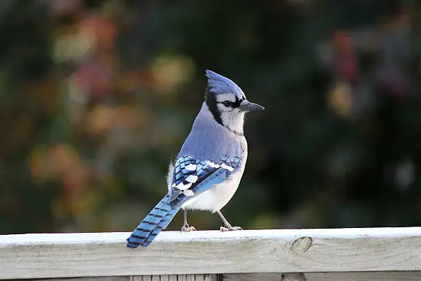 Photo of Blue Jay with Pointed Crest on Head in Autumn Leaves
