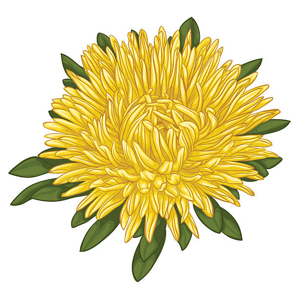 ilustraciones, imágenes clip art, dibujos animados e iconos de stock de hermosa amarillo áster aislado sobre fondo blanco. - chamomile entertainment nature leaf