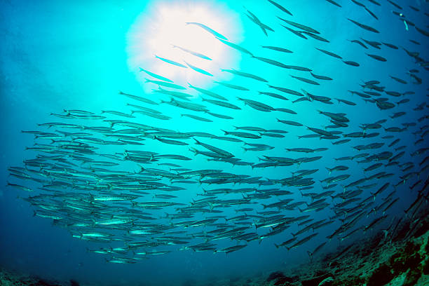 istock Barracuda school of fish bait ball 493066560