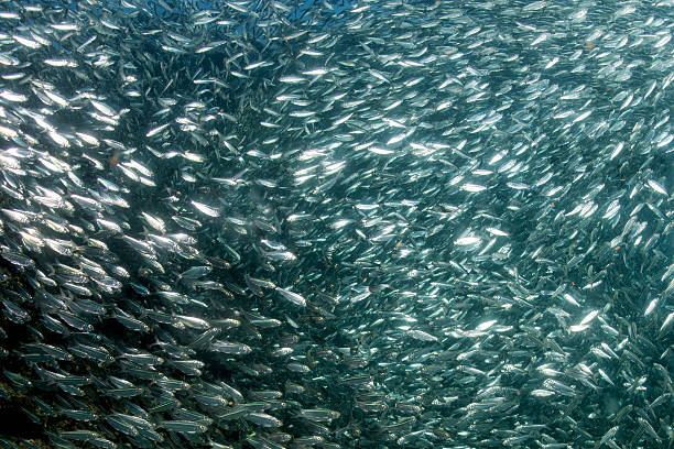 istock Entering Inside sardine school of fish underwater 493066570