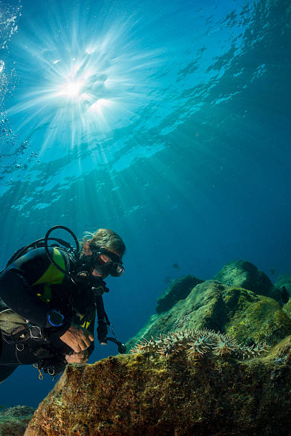 istock diver near sea star on the reef rocks 493066578