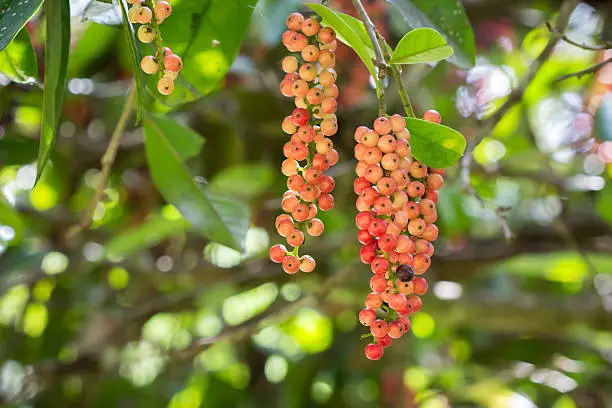 Antidesma thwaitesianum Mull.Arg., Ma-mao (thai name) Isan region of Thailand fruit with medicinal properties.