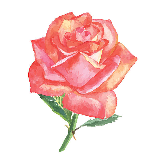 istock beautiful rose watercolor hand-painted isolated on white background. 493067210