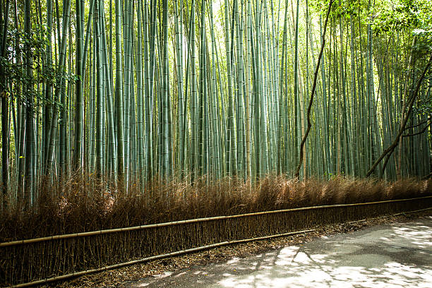 교토부 일본 유명한 랜드마크 여행 대나무 숲 - footpath single lane road bamboo bamboo shoot 뉴스 사진 이미지