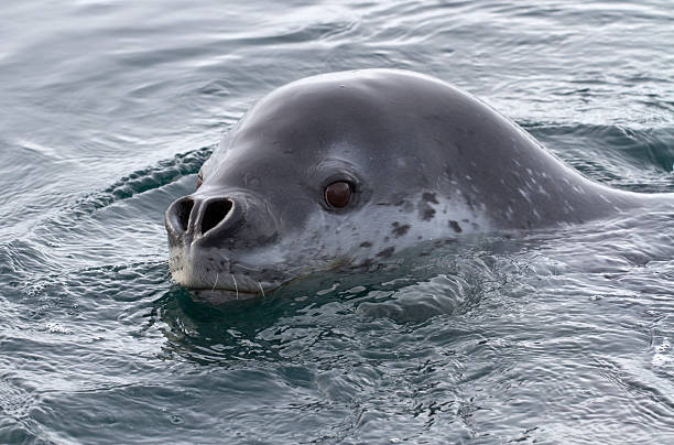 istock Portrait of sea leopard 493070035