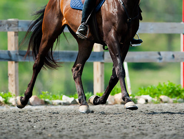 istock Horse's Leg details 493070447