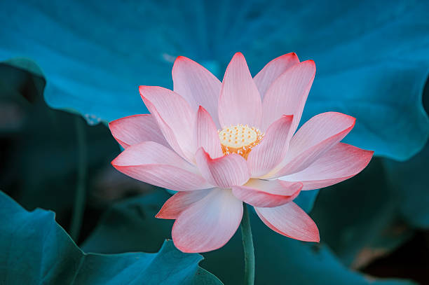 istock blooming lotus flower 493071065