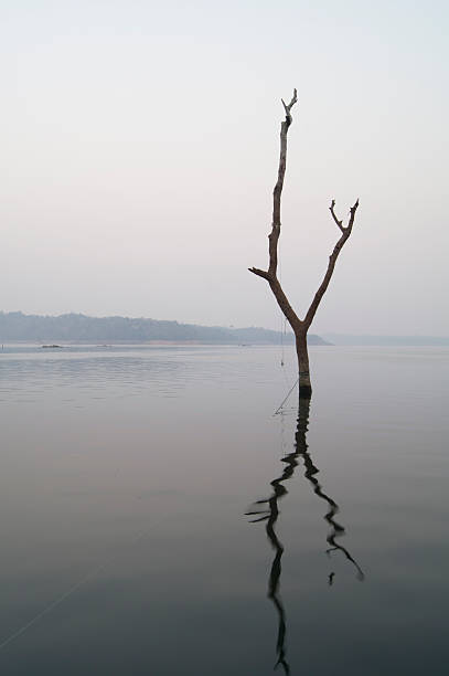 istock stump of tree in river 493071681