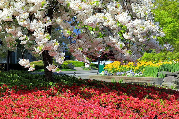 Cherry blossoms and azelea flowers near Coral Harbor, Vancouver, BC, Canada