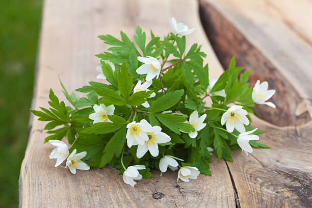 anemone nemorosa - yellow wood anemone ストックフォトと画像