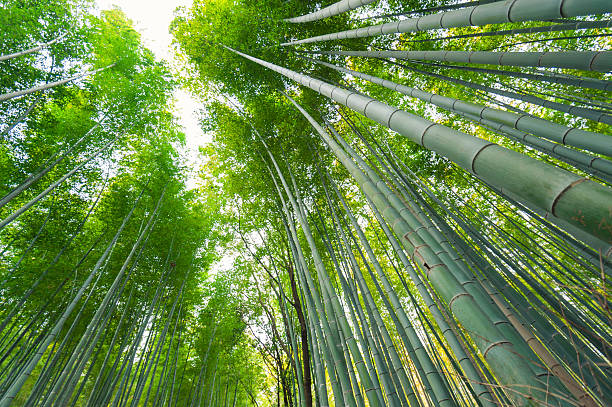 istock bamboo forest at Arashiyama, Kyoto, Japan 493072211