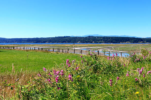 istock Marrowstone island. Olympic Peninsula. WA 493072701
