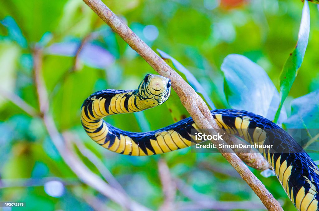 in the tree Snake - Lizenzfrei Schlange - Kriechtier Stock-Foto