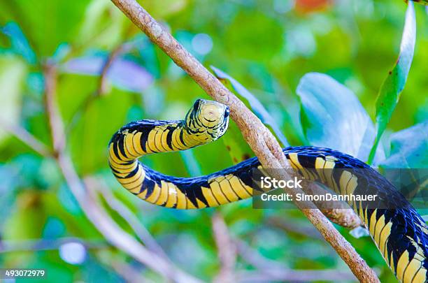 In The Tree Snake Stockfoto und mehr Bilder von Schlange - Kriechtier - Schlange - Kriechtier, Amazonien, Amazonas-Region