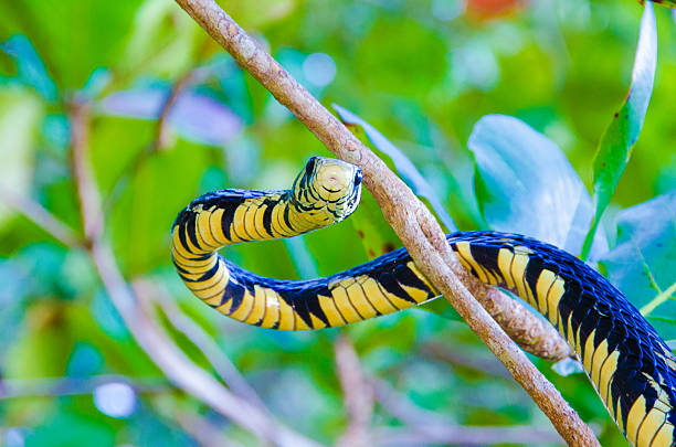 1,400+ Amazon Snakes Stock Photos, Pictures & Royalty-Free Images - iStock