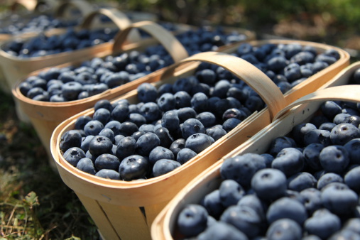 Blueberries (vaccinium corymbosum), in traditional wooden harvest baskets on a organic blueberry plantation. 