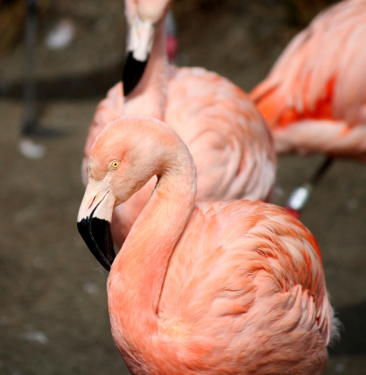 Chilean Flamingo (Phoenicopterus chilensis)