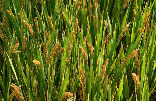 green field with ears of rice close-up