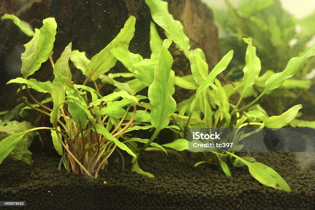 Bucephalandra Sp - 로열티 프리 0명 스톡 사진