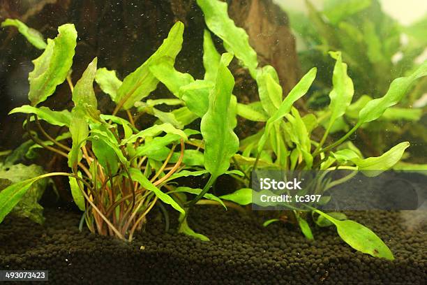 Bucephalandra Sp 0명에 대한 스톡 사진 및 기타 이미지 - 0명, 사진-이미지, 수생 식물