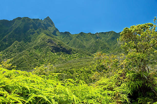 istock Iao Valley State Park on Maui Hawaii 493073641