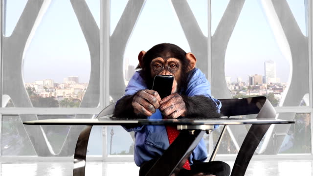 Monkey Smart Phone Los Angeles Office