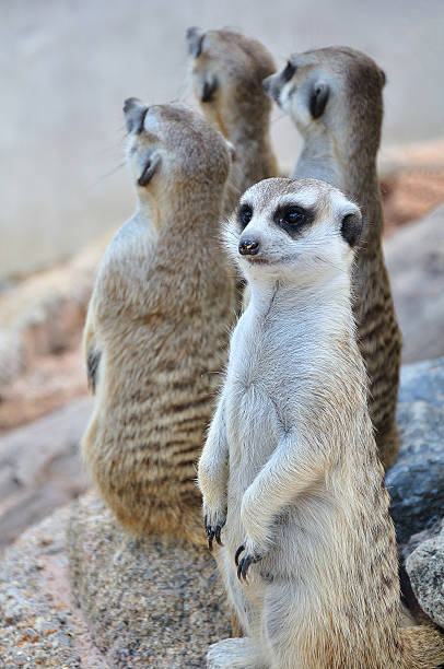 istock Suricate or meerkat standing in alert position 493075387