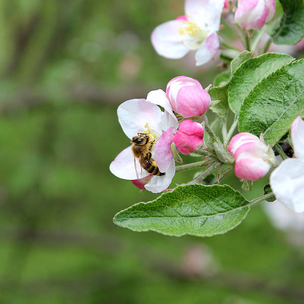 개척시대의 사과나무 꽃 한 벌 봄 임산 배경기술 스톡 사진