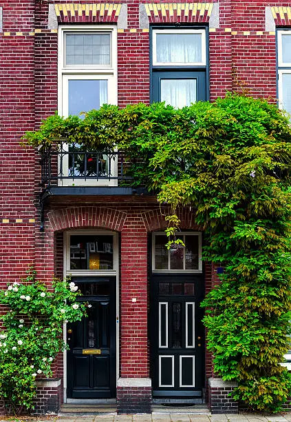 Brick building covered with green ivy. Netherlands. Western Europe