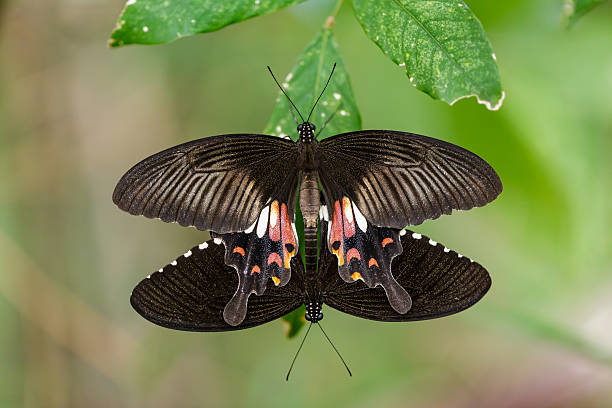 istock Pair of mating Mormon butterflies hanging on leaf 493077920