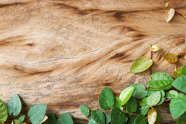 istock old wooden wall with green creeper plants 493078218