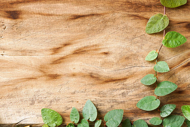 istock old wooden wall with green creeper plants 493078364