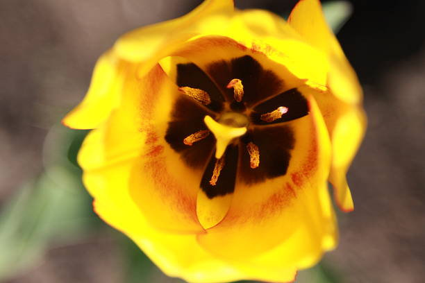 istock Closed up yellow tulip flower 493079124