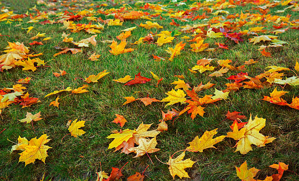 folhas de outono caído em relva - maple japanese maple leaf autumn imagens e fotografias de stock