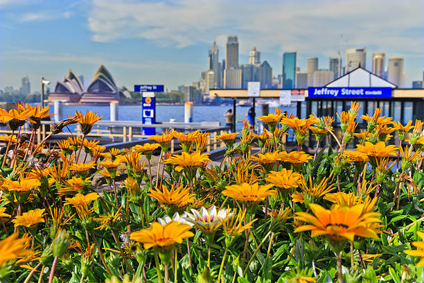 le quartier central des affaires de sydney milsons point premier plan de fleurs - milsons point photos et images de collection