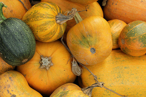 istock Pumpkin background - Halloween and Thanksgiving concept 493081890