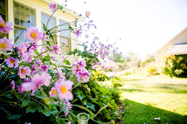 розовые цветы в саду - flower bed spring flower tree стоковые фото и изображения