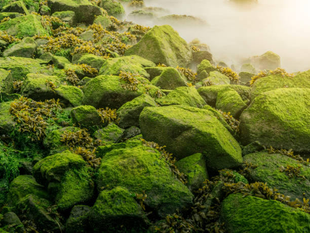 rocky beach in sunset, La Push beach, usa.