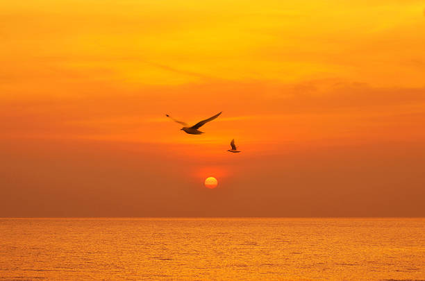 istock Beautiful sunset above the sea with birds 493082708