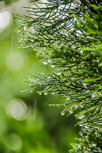 istock water droplets on the pine, raindrops 493083188