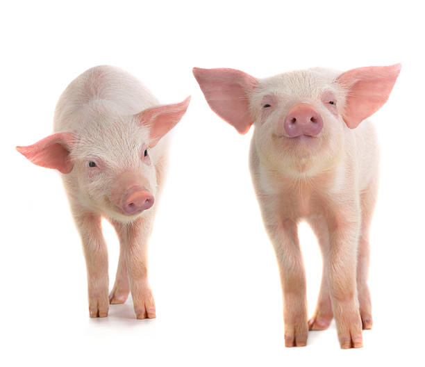 two pigs two  pigs on a white background. studio sow pig stock pictures, royalty-free photos & images