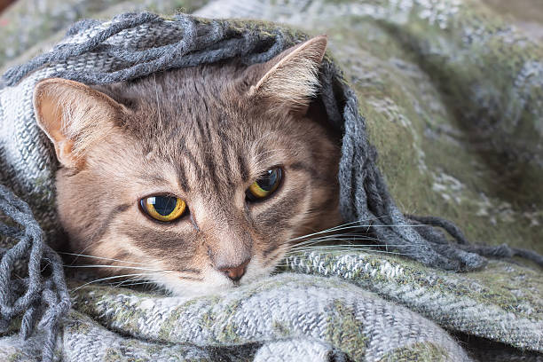 istock Tabby gray cat resting in a blanket 493086108
